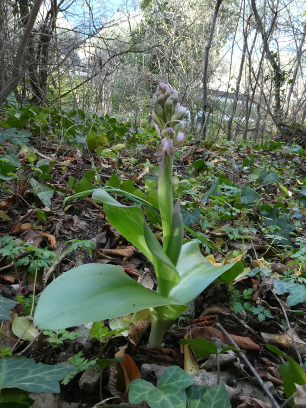 Barlia robertiana - Lago di Garda (VR)